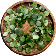 Eucalyptus Oil