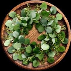 Eucalyptus Oil