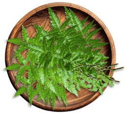 Neem Oil