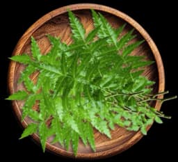 Neem Oil