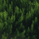 Rosemary