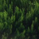Rosemary