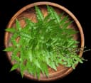 Neem