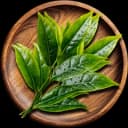 Tea Tree